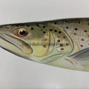 Trout Salmon Antique Lithographs & Engravings to Buy Now