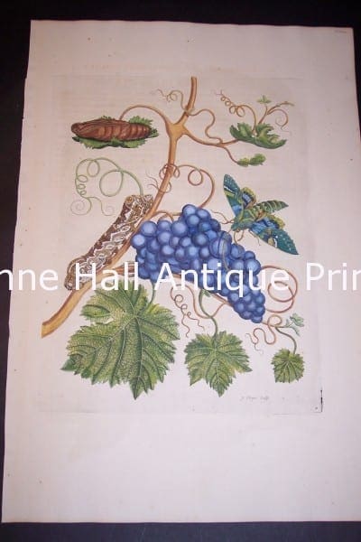 1730 Maria Sybilla Merian Grapes from Insects of Surinam