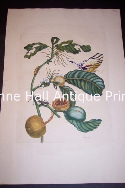 1730 Maria Sybilla Merian Insects of Surinam