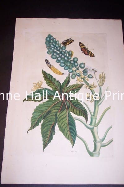 1730 Maria Sybilla Merian Castor from Insects of Surinam
