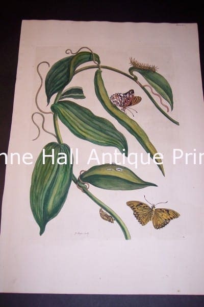 1730 Maria Sybilla Merian Vanilla from Insects of Surinam