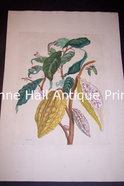 1730 Maria Sybilla Merian Cocoa from Insects of Surinam