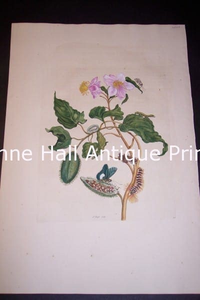 1730 Maria Sybilla Merian Insects of Surinam