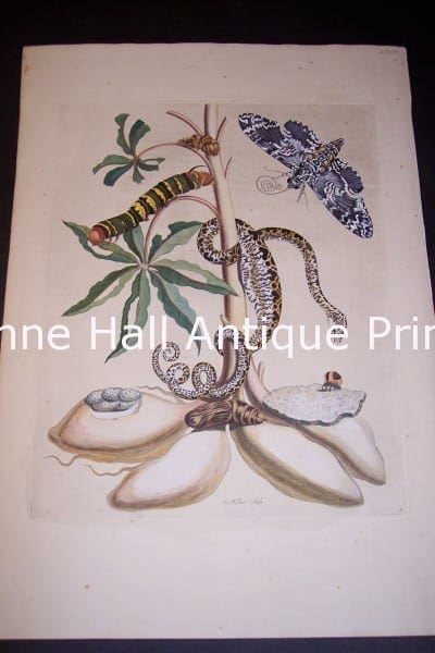 Maria Sybilla Merian Insects of Surinam