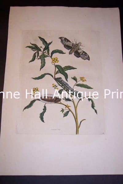Maria Sybilla Merian Insects of Surinam Plate 39 /85