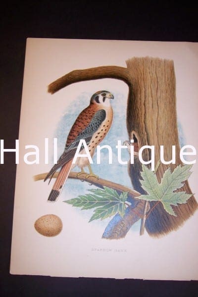 Sensational 140 year old lithograph, of Sparrow Hawk, nests eggs, in tree. Thomas  Gentry Birds of America. 