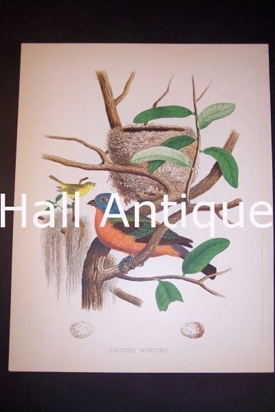 Spectacular vintage chromolithograph by Thomas Gentry's Birds of American, of the North American Painted Bunting, featuring birds & nests eggs.