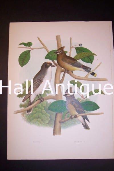 Thomas Gentry Bird Chromolithograph Waxwings and Kingbird 