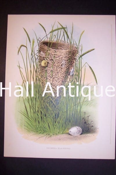 A highly detailed depiction,over 100 years old, Thomas Gentry Red Wing Blackbird's Nest Chromolithograph 0218