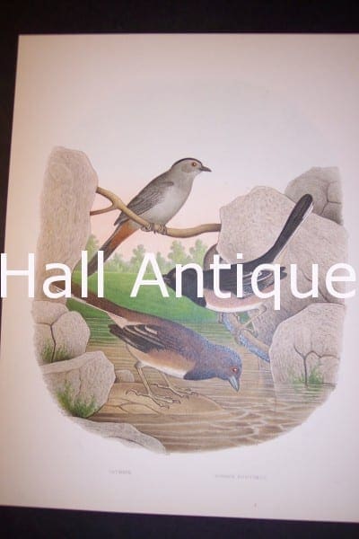 Thomas Gentry Bird Chromolithograph Catbird and Towhee Buntings $45.