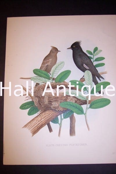 Thomas Gentry Bird chromolithograph from 1888