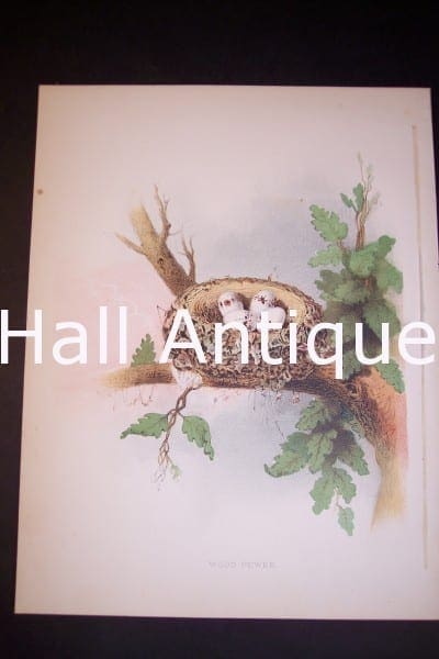 Thomas Gentry Bird Nest Chromolithograph from 1882. Wood Peewee. 0224 125.