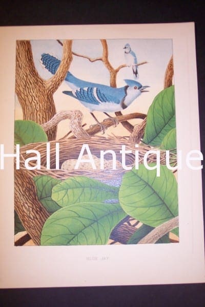 Thomas Gentry Chromolithograph Blue Jay 0226 135.