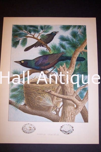 Thomas Gentry Purple Grackle Nest Print 0227 110.