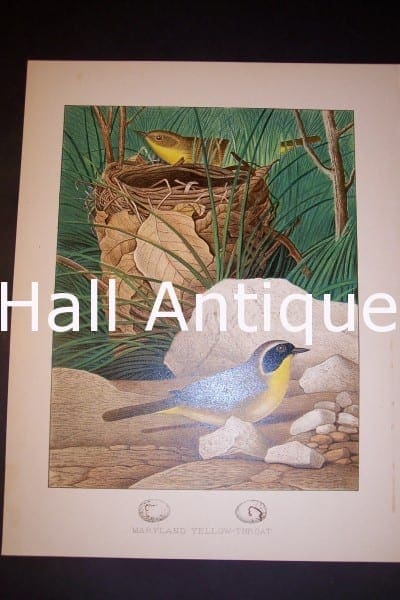 Thomas Gentry Chromolithograph Maryland Yellow Throat 0229