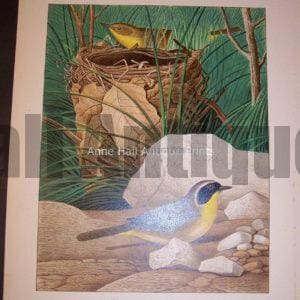 Thomas Gentry Chromolithograph Maryland Yellow Throat 0229
