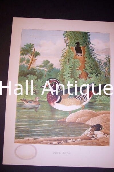 Thomas Gentry Wood Duck Print. Old Chromolithograph 0230