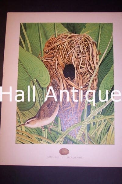Thomas Gentry Chromolithograph Wren 0231 125.