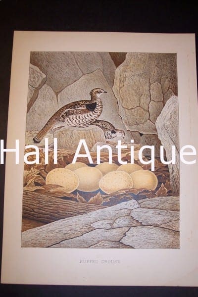 Thomas Gentry Bird Print Ruffed Grouse. 0232