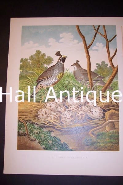 Thomas Gentry California Quail bird and nest print 0233