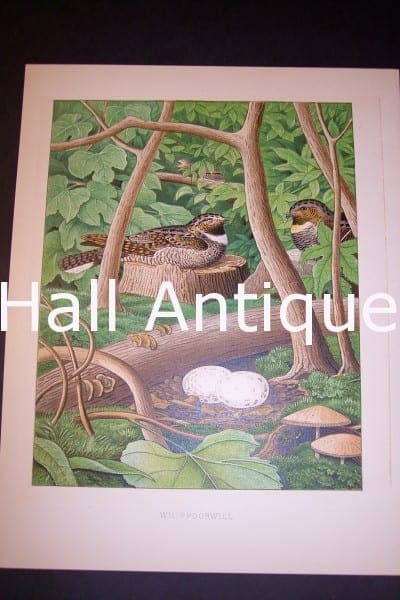Thomas Gentry Chromolithograph Whippoorwill 0234