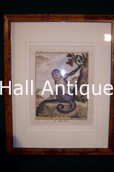 Compte de Buffon Monkey Framed 36
