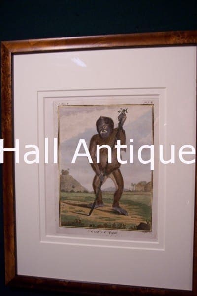 Compte de Buffon Monkey Framed 38