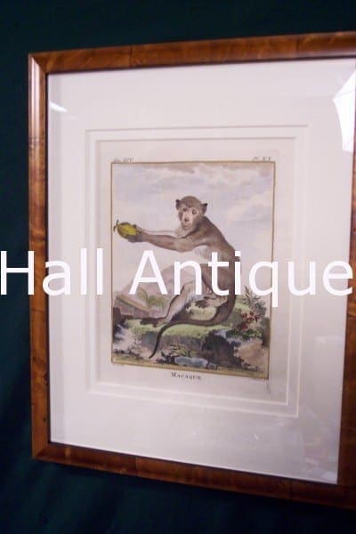 Compte de Buffon Monkey Framed 39