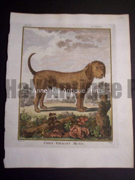 Buffon Dog Chien Courant Metis