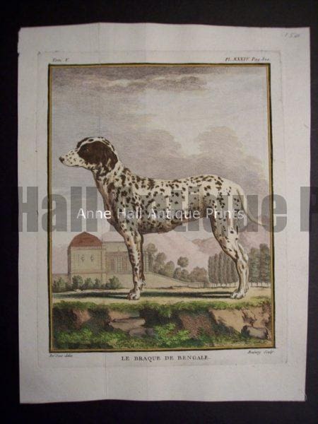 Buffon Dog Engraving Le Braque de Bengale