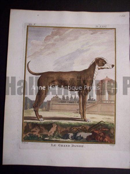 Buffon Dog Engraving Le Grand Danois