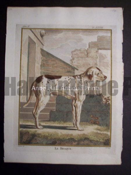 Buffon Dog Engraving Le Braque