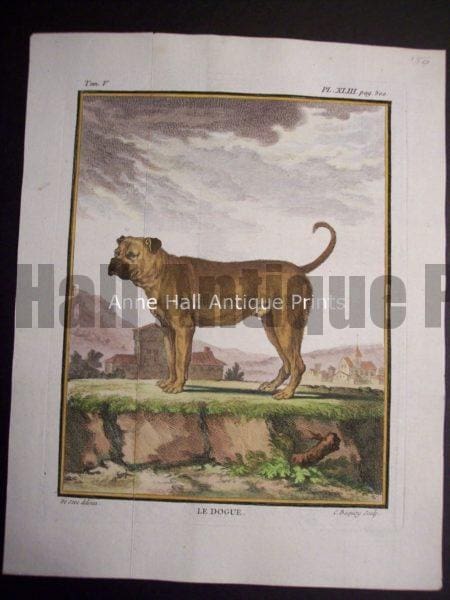 Buffon Dog Engraving Le Dogue