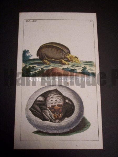 Wilhelm sea life print turtles 0389