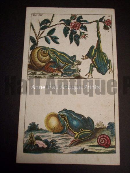Wilhelm Frog Print 390