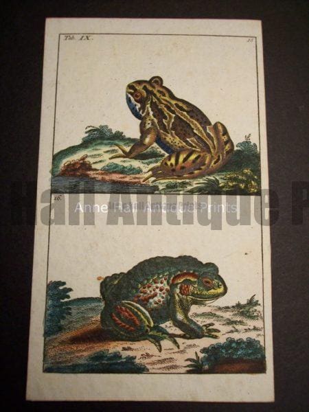 Wilhelm Frog Print 395