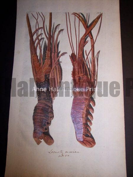 Rhumph American ? Lobster Engraving from c.1730. $850.