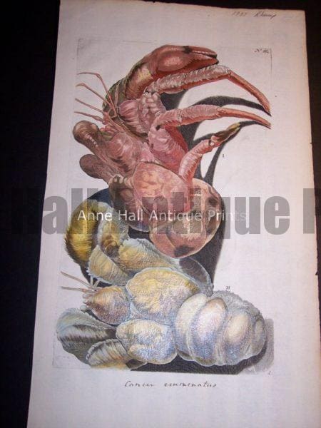Rhumph Crab Print 100_0403 $750.