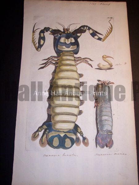 Rhumph's Sea Life Print $450.