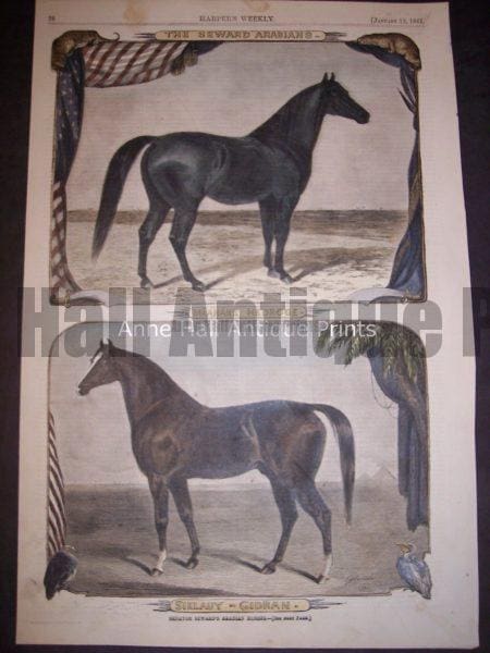 beautiful old watercolor engraving of horses, Arabians