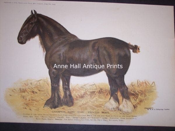stunning antique lithograph of black draft horse with white stocking.
