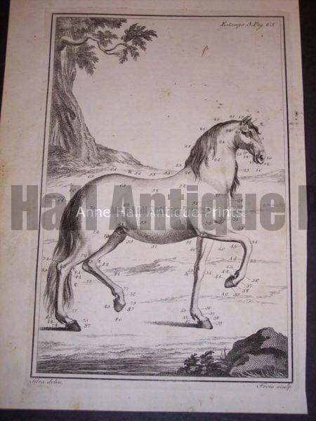 280 year old engraving, Compte de Buffon, with parts of the horses anatomy numbered