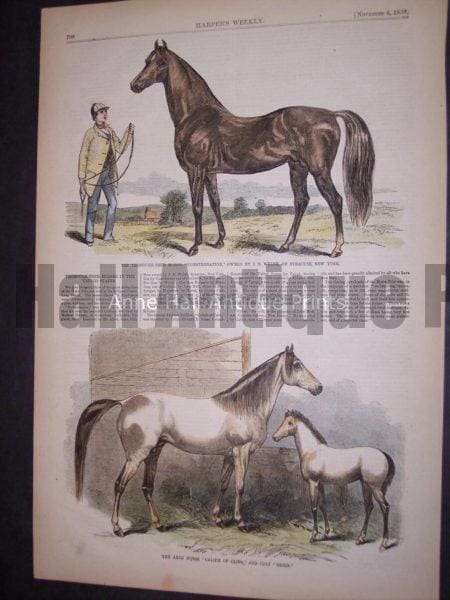 1850's artwork of Arabian horses.