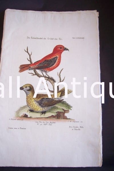 Seligmann George Edwards Bird 0629