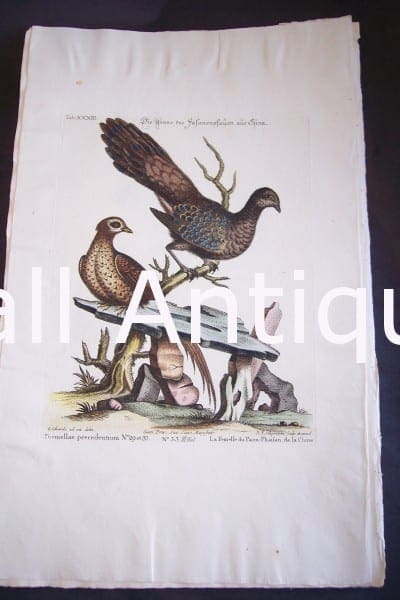 Seligmann George Edwards Bird 0630