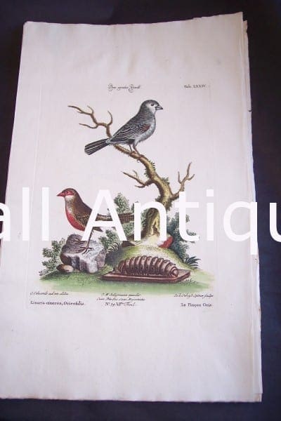 Seligmann George Edwards Bird 0632