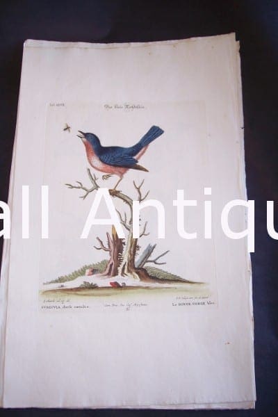 Seligmann George Edwards Bird 0633