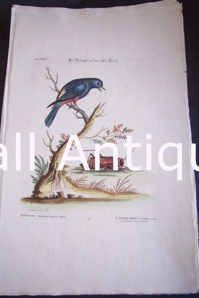 Seligmann George Edwards Bird 0635