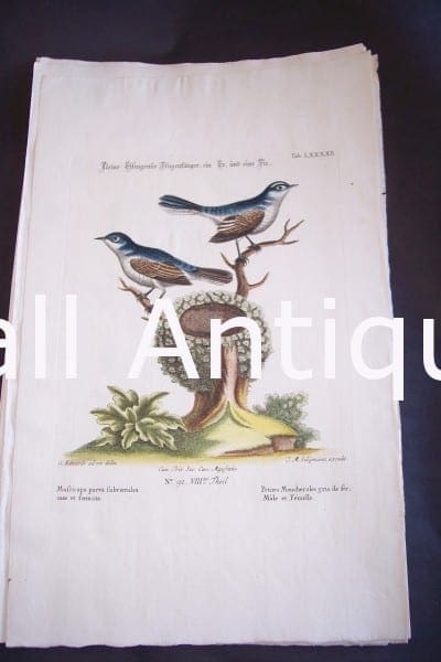 Seligmann George Edwards Bird 0636