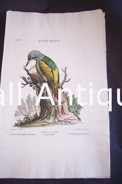 Seligmann George Edwards Bird 0637